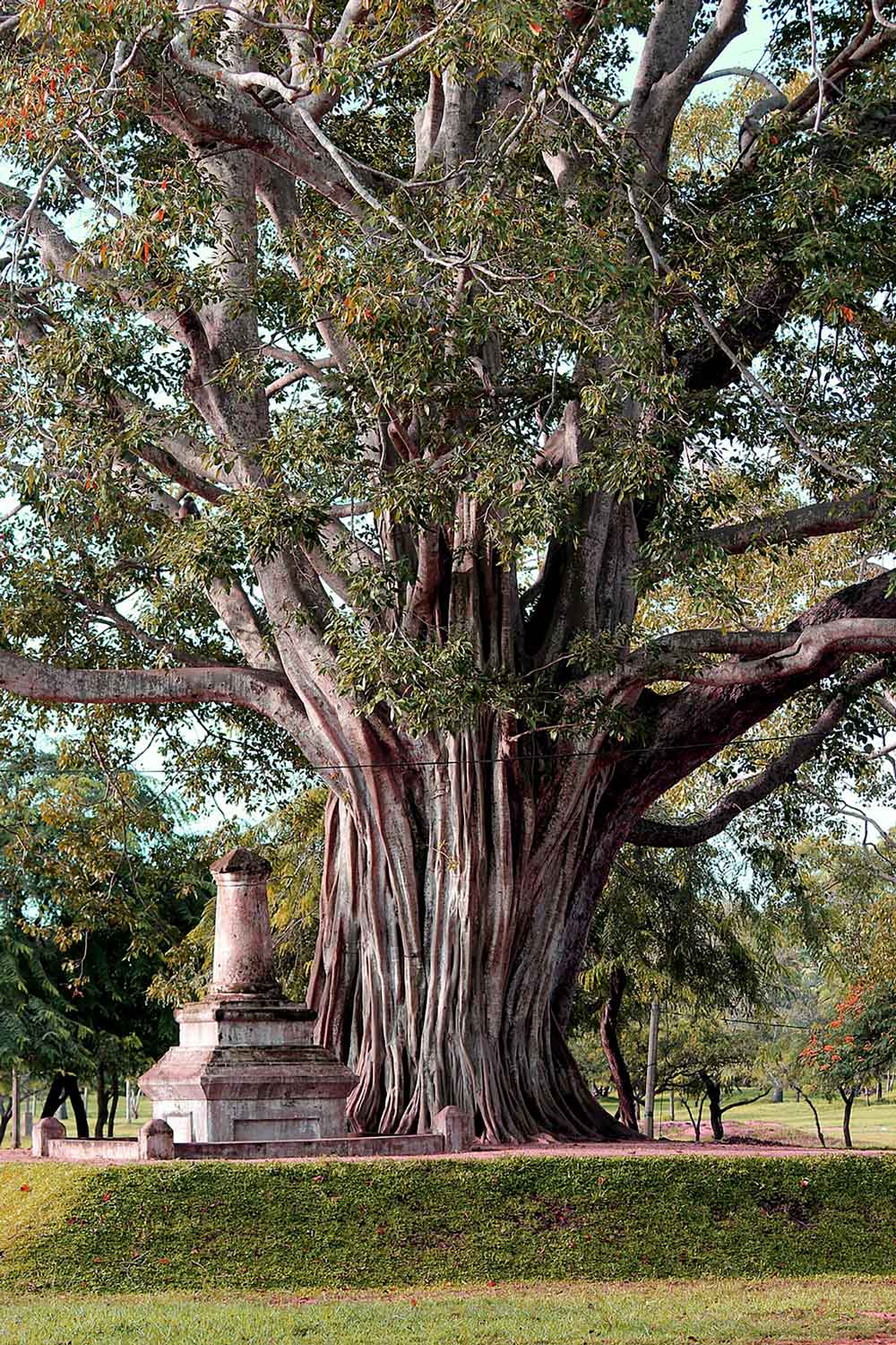 Bodhi tree, as featured in the Somā Sutta and other Buddhist teachings.